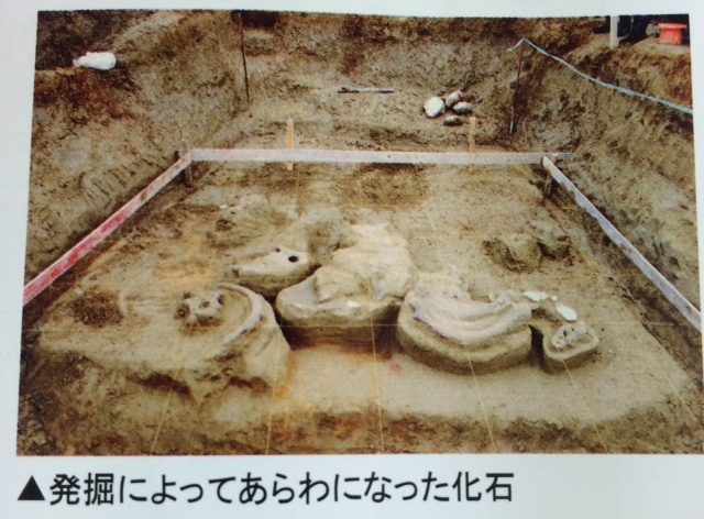 化石